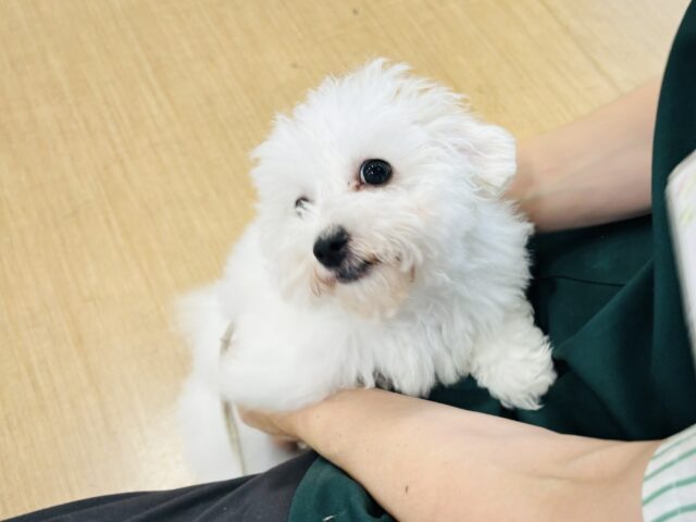 ビションフリーゼ