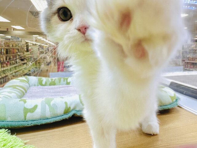 ミヌエット