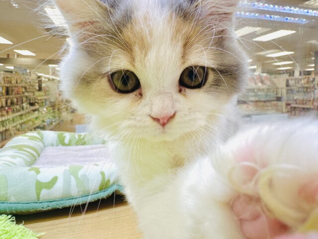 ミヌエット