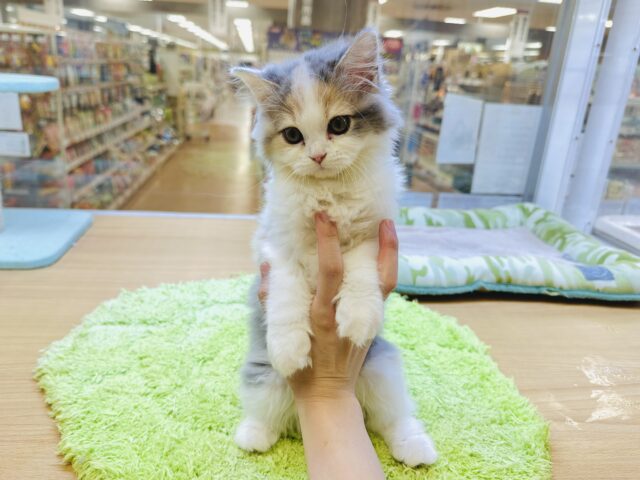 ミヌエット