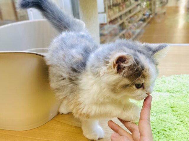 ミヌエット