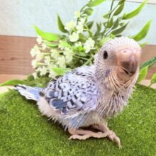 涼しげなブルーのお色が素敵です🩵セキセイインコのオパーリン❣️