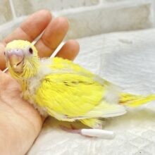 ビタミンイエロー💛セキセイインコ（ルチノー）