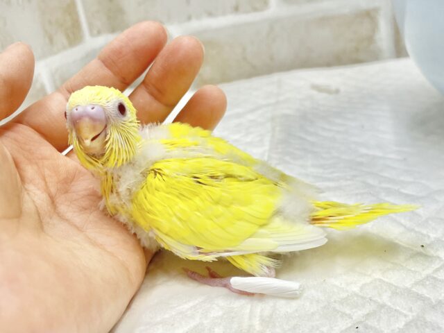 ビタミンイエロー💛セキセイインコ（ルチノー）
