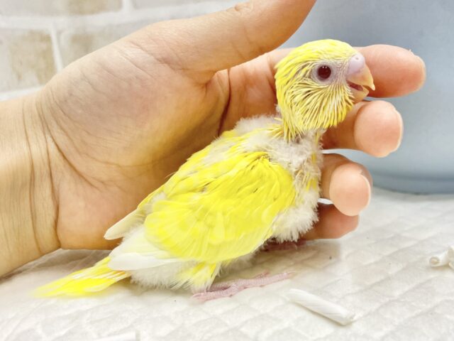 セキセイインコ