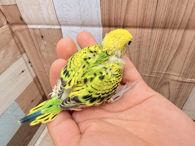 セキセイインコ