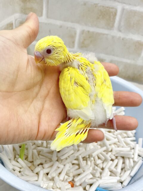 セキセイインコ