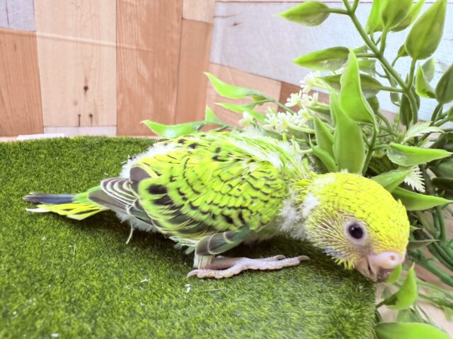 セキセイインコ