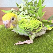 爽やかなグリーンの人気カラー🌱🌟セキセイインコのオパーリン❣️