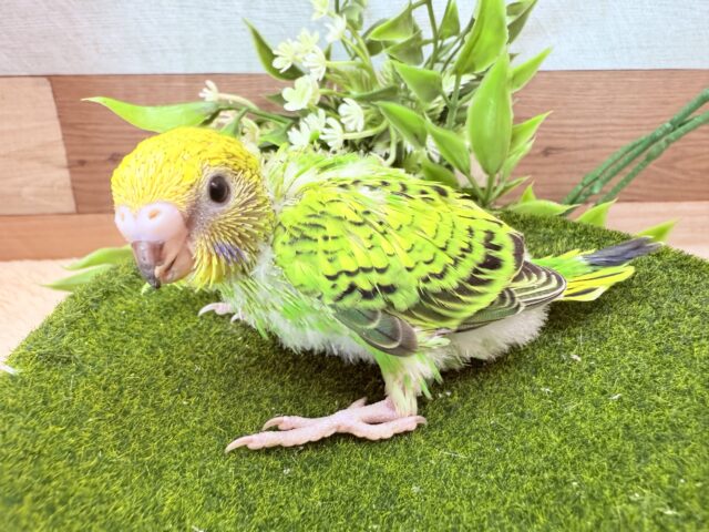 爽やかなグリーンの人気カラー🌱🌟セキセイインコのオパーリン❣️