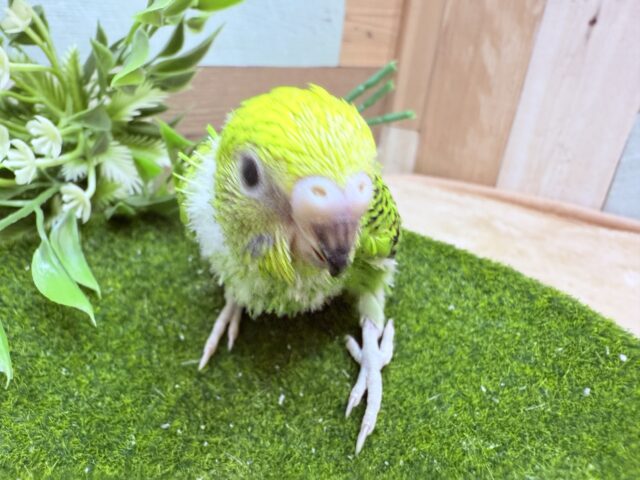 セキセイインコ