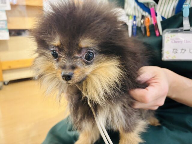 ポメラニアン