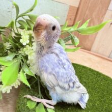 元気いっぱいわんぱくベビちゃん⭐️セキセイインコのスパングル❣️
