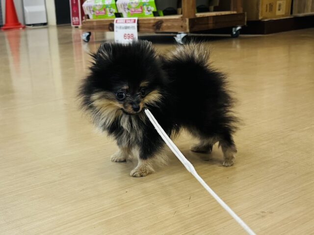 ポメラニアン