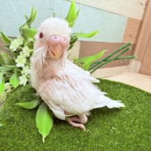透き通ったような赤目が綺麗な子❤️✨セキセイインコのアルビノ❣️