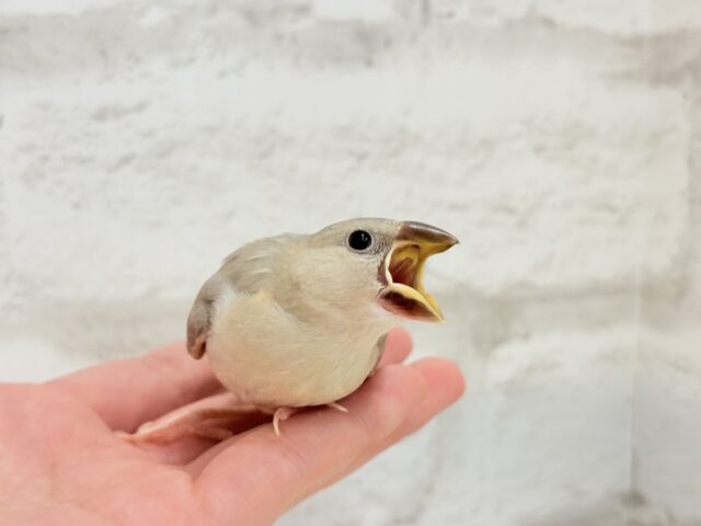 色変わり文鳥