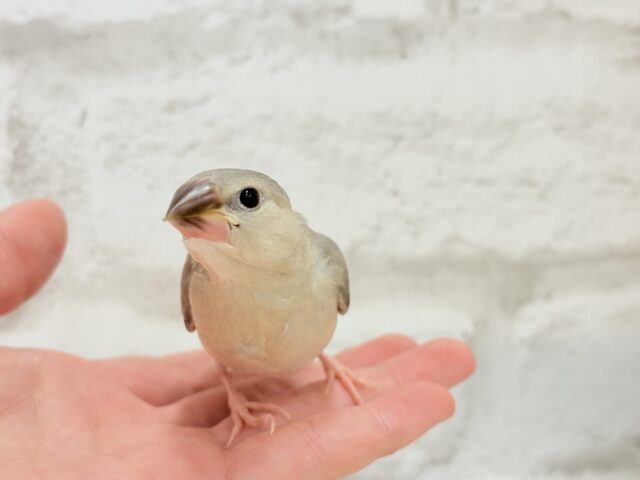 色変わり文鳥