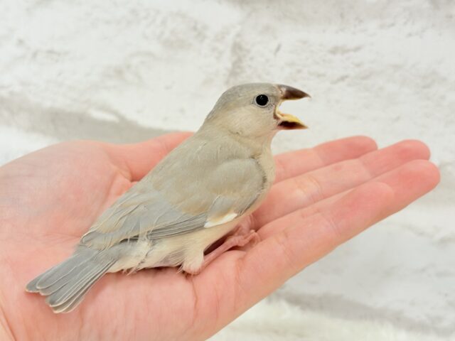 色変わり文鳥
