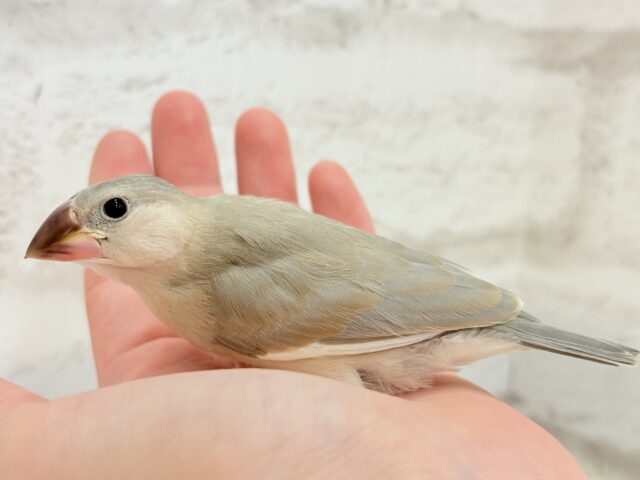 色変わり文鳥