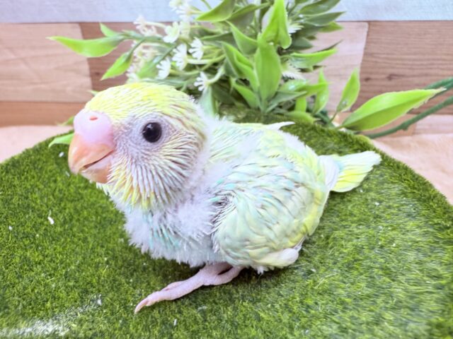 セキセイインコ