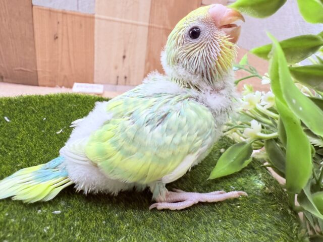 セキセイインコ