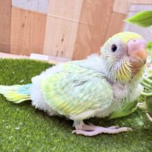 あわ〜いグリーンが美しすぎます🤩✨セキセイインコのパステルカラーレインボー❣️