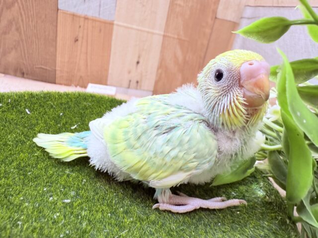 あわ〜いグリーンが美しすぎます🤩✨セキセイインコのパステルカラーレインボー❣️