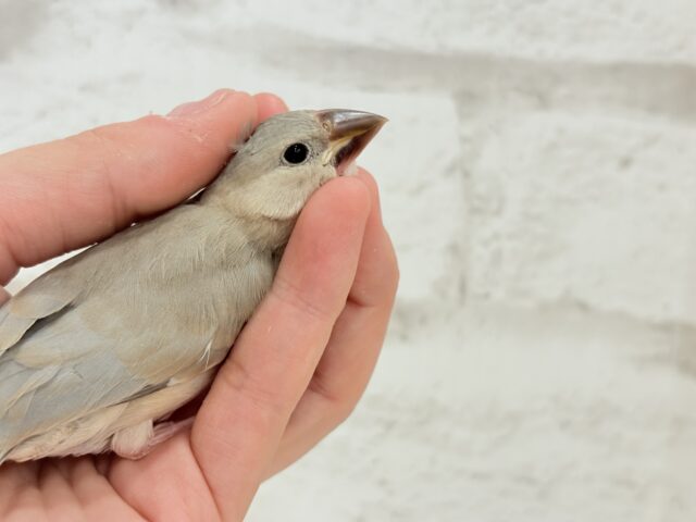 色変わり文鳥