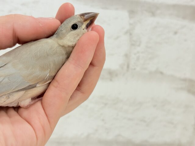 色変わり文鳥
