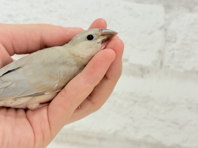 色変わり文鳥