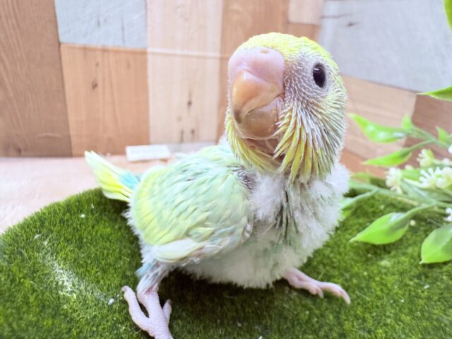 セキセイインコ