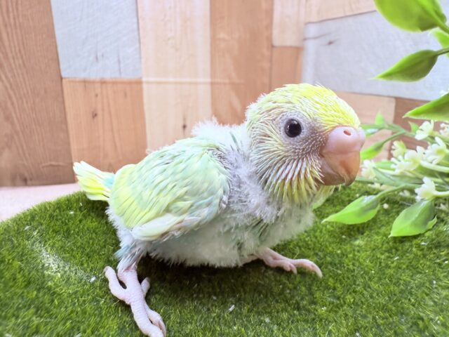 セキセイインコ