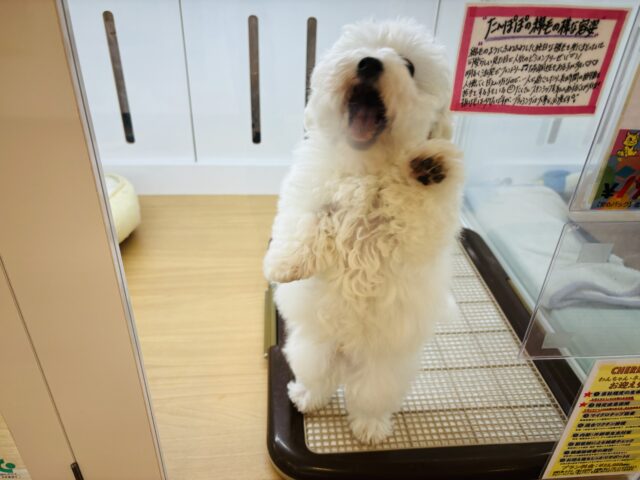 ビションフリーゼ