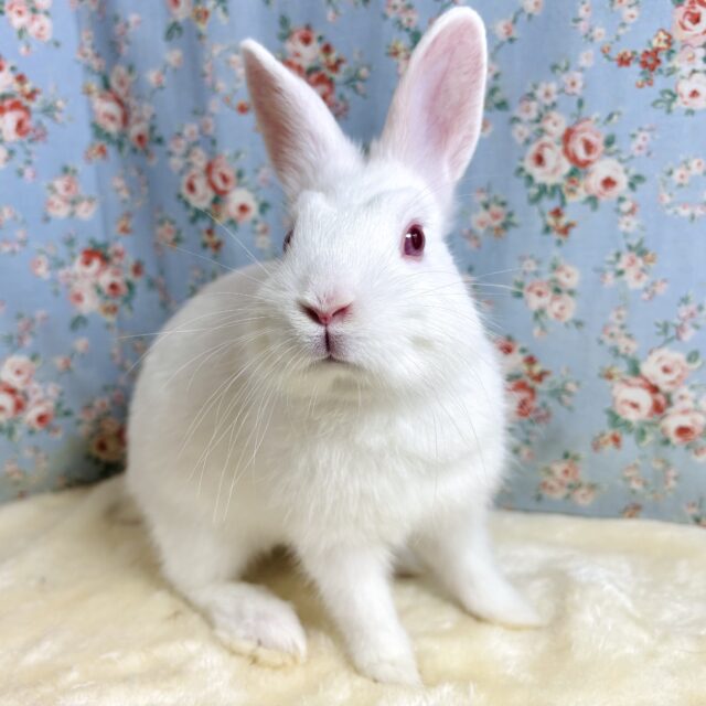 ドワーフラビット