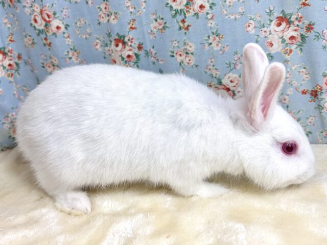 ドワーフラビット