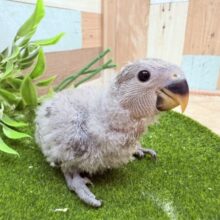 シックなグレーのお色がおしゃれな子🌟コザクラインコのモーブ❣️
