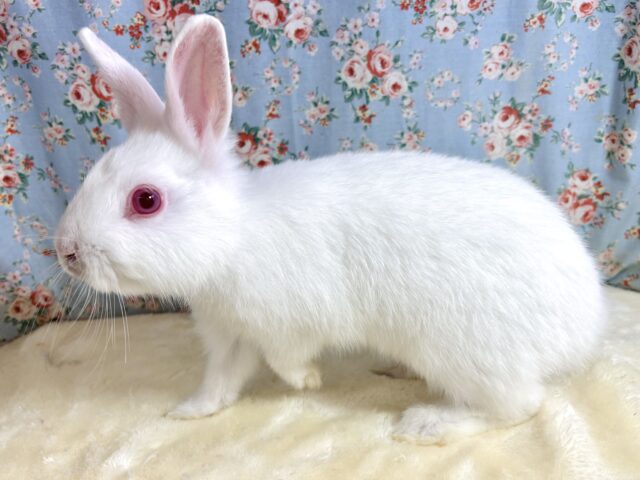 ドワーフラビット