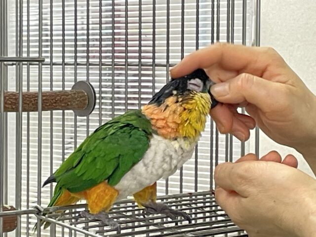 ズグロシロハラインコ
