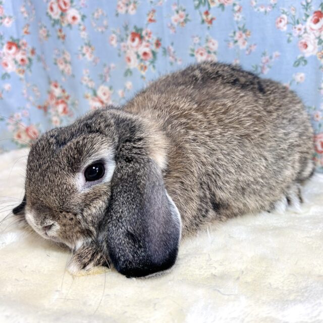 ホーランドロップイヤーラビット チェスナット 男の子 🫶🖤🤎⋆* ホーランドロップ