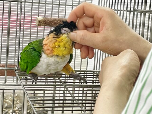 ズグロシロハラインコ
