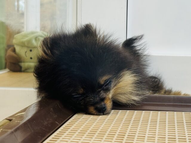 ポメラニアン