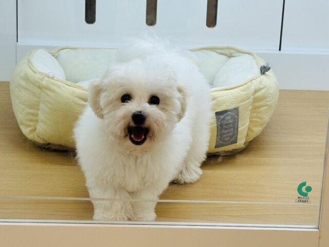 ビションフリーゼ