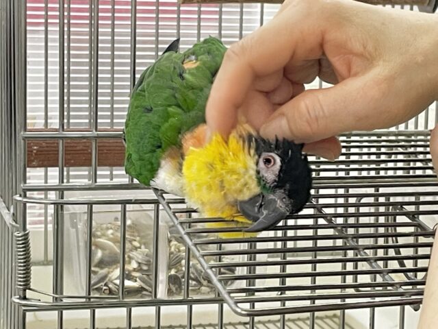 ズグロシロハラインコ