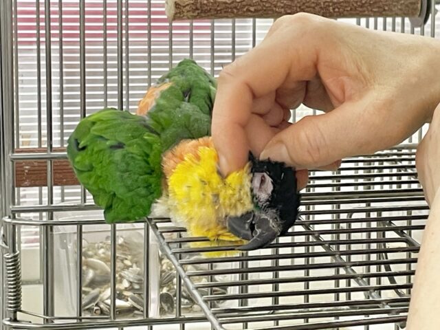 ズグロシロハラインコ