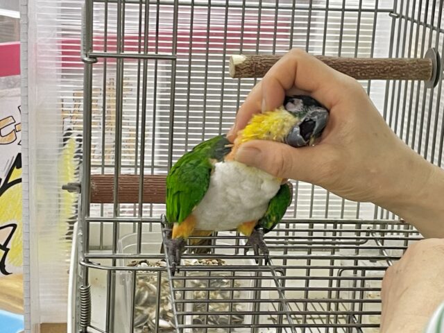 ズグロシロハラインコ