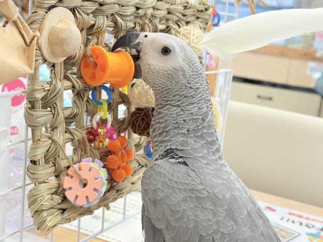 ヨウム