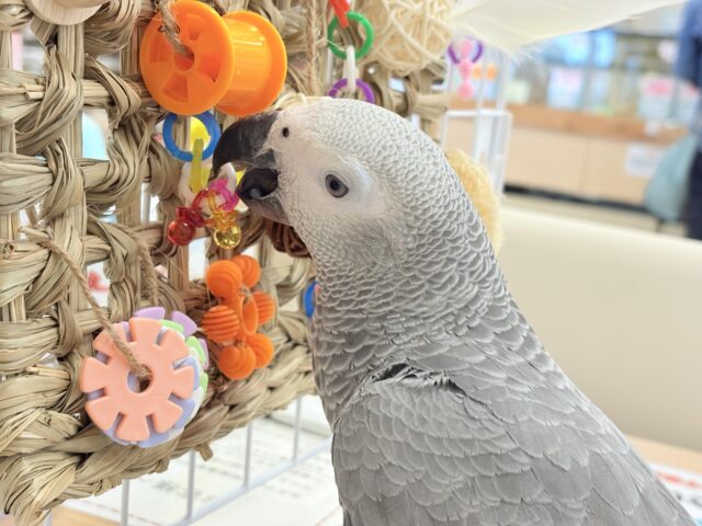 ヨウム