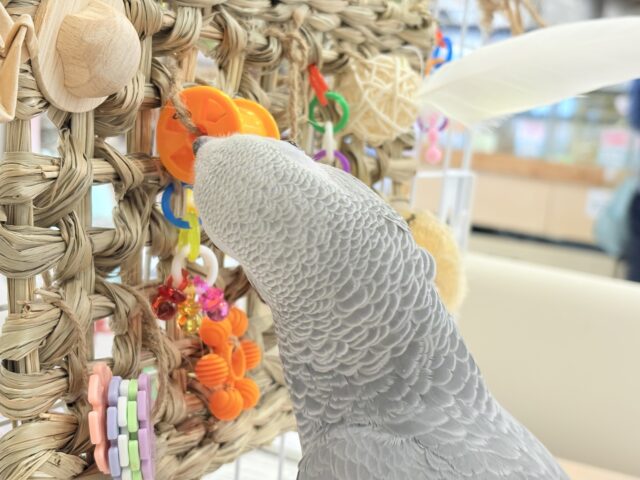 ヨウム