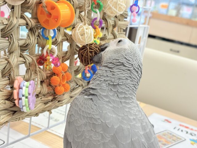ヨウム