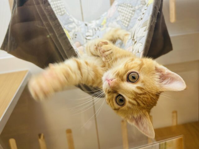 マンチカン